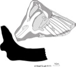 W19d3338 A16q0472-p08 Q826 kF cv f171.jpg